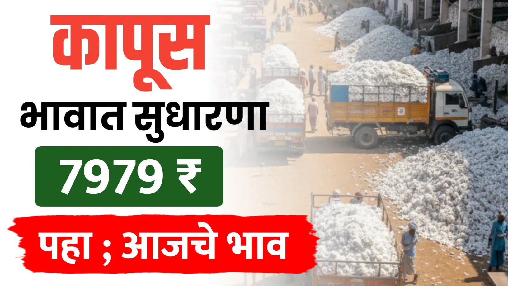 Cotton Rate ; कापसाला सध्या काय भाव मिळतोय..पहा