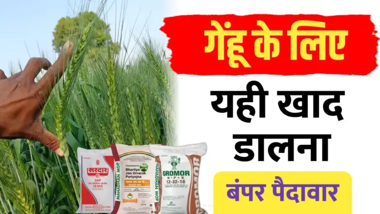 गेहूं की फसल का सही खाद मैनेजमेंट; बुआई के समय यह फर्टिलाइज़र डालें