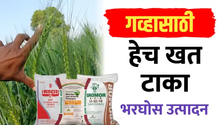 गहू पिकाच्या भरघोस उत्पादनासाठी गहू खत व्यवस्थापन