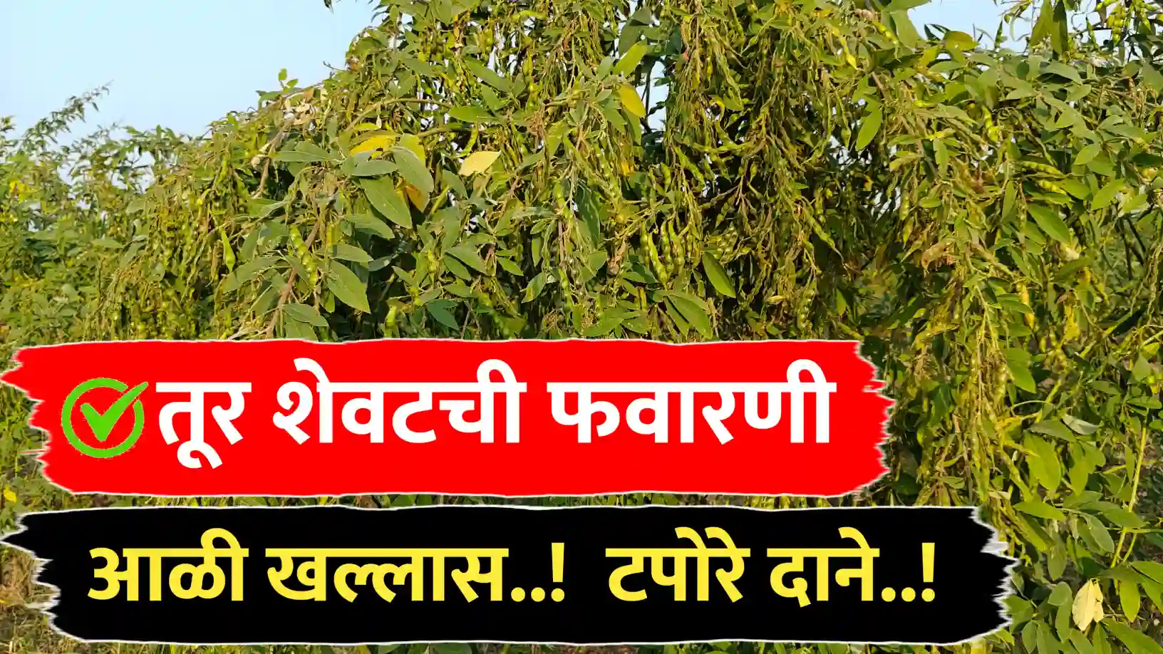 तूर शेवटची फवारणी