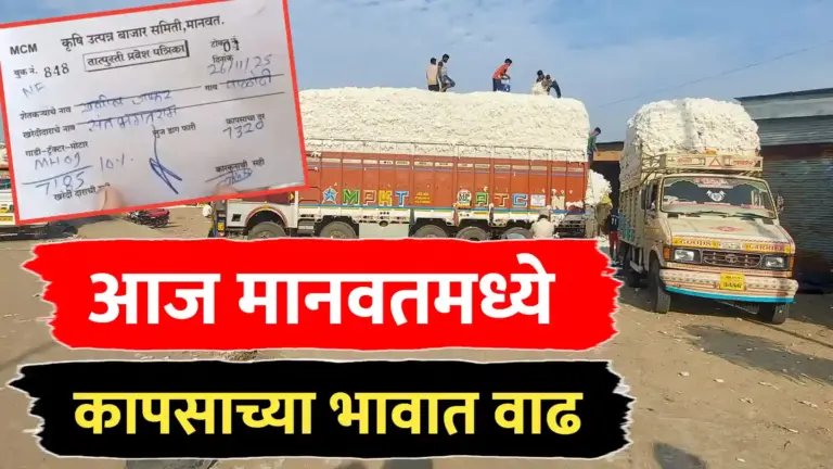 मानवतमध्ये कापसाच्या भावात मोठी वाढ, पहा आजचे भाव पावत्यासह