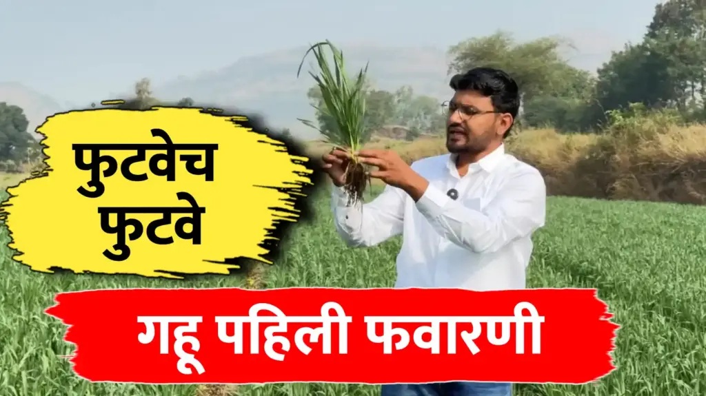 गहू पिकासाठी पहिली फवारणी: फुटवा वाढवण्यासाठी आणि मावा नियंत्रणासाठी संपूर्ण मार्गदर्शन