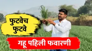 गहू पिकासाठी पहिली फवारणी: फुटवा वाढवण्यासाठी आणि मावा नियंत्रणासाठी संपूर्ण मार्गदर्शन