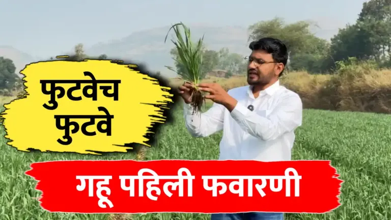 गहू पिकासाठी पहिली फवारणी: फुटवा वाढवण्यासाठी आणि मावा नियंत्रणासाठी संपूर्ण मार्गदर्शन
