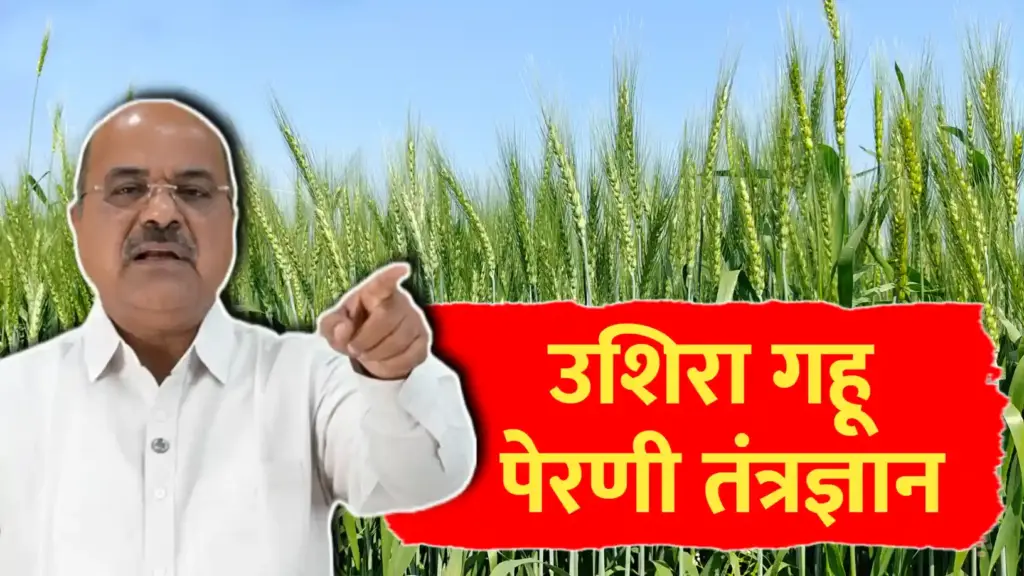 गजानन जाधव यांचे उशिरा गहू पेरणीचे सुधारित तंत्रज्ञान..पहा सविस्तर