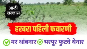 हरभरा पहिली फवारणी ; मररोग थांबनार आणि भरपूर फटवे येनार