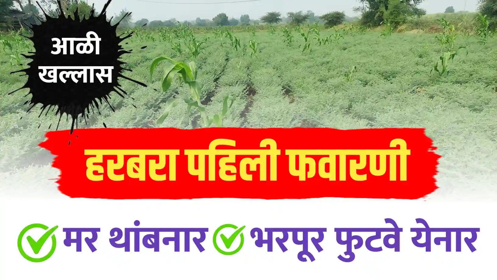 हरभरा पहिली फवारणी