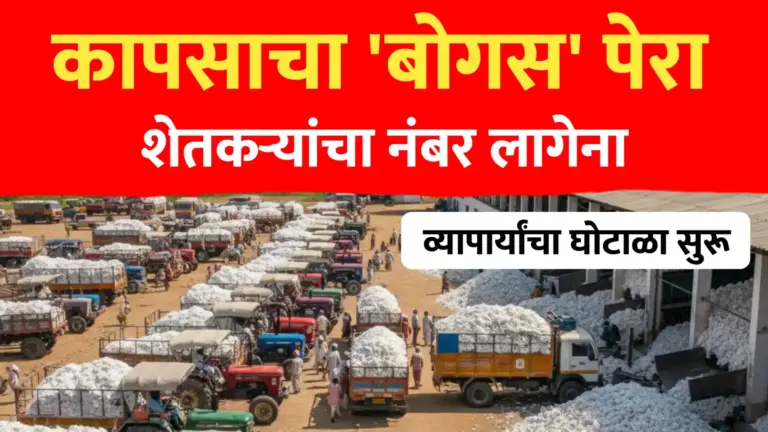 कापसाचा बोगस पेरा, व्यापाऱ्यांचा लाखोंचा घोटाळा..शेतकऱ्यांचा नंबर लागेना..