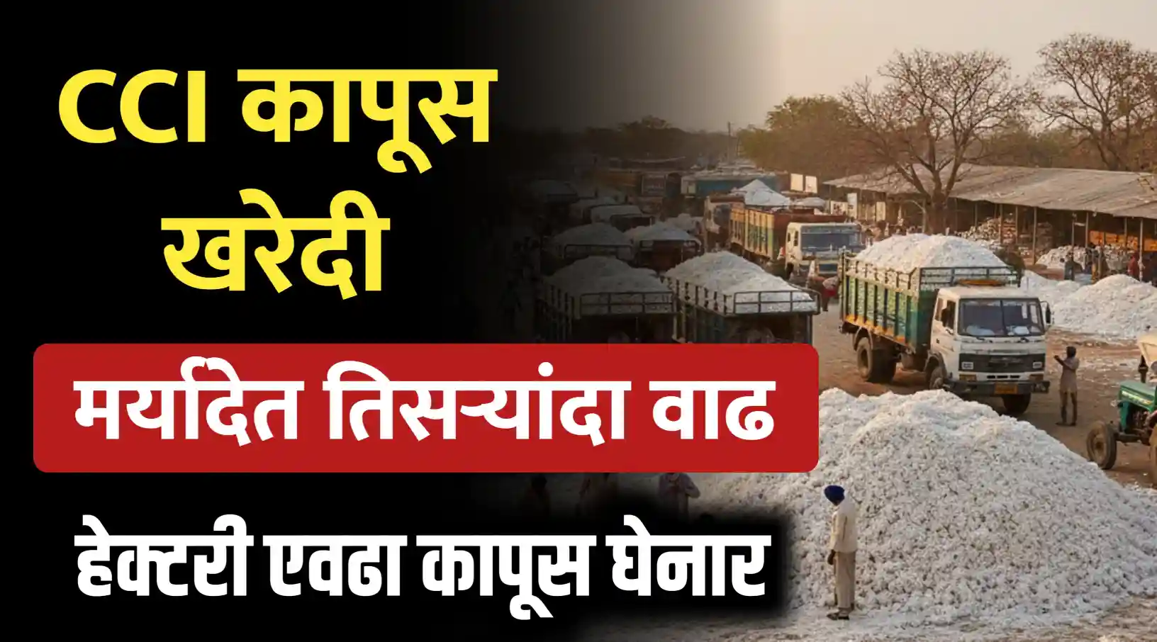 CCI कापूस खरेदी
