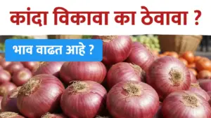 निर्यात वाढली-कांद्याच्या भावात होतेय वाढ, आता कांदा विकावा कि थांबावे ?
