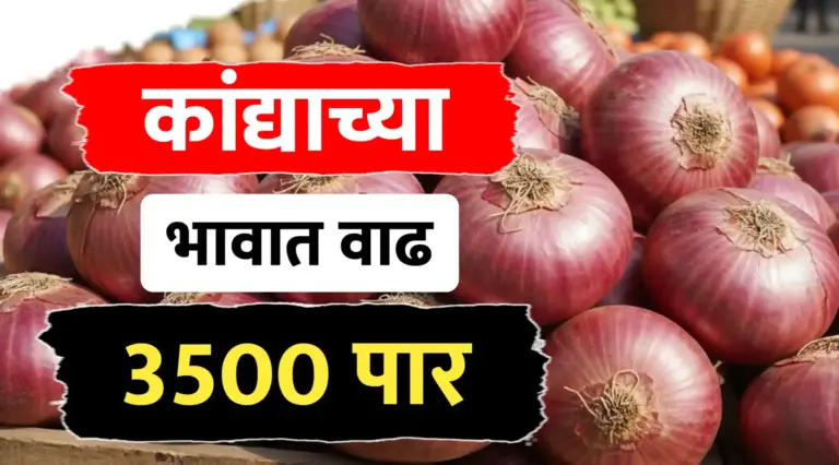 कांदा बाजारात तेजीचा भडका! कांद्याने ओलांडला ४००० चा टप्पा, शेतकऱ्यांना मोठा दिलासा!