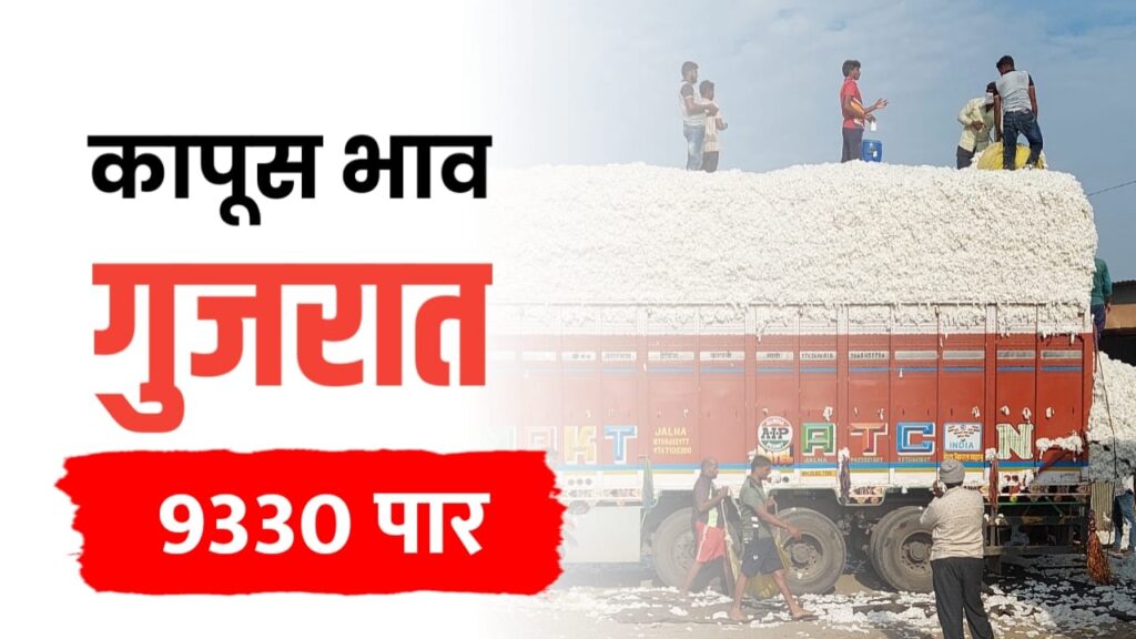 देशातील कापूस बाजारभाव: गुजरातमध्ये सर्वाधिक दर, अन्य राज्यांमध्ये स्थिती स्थिर