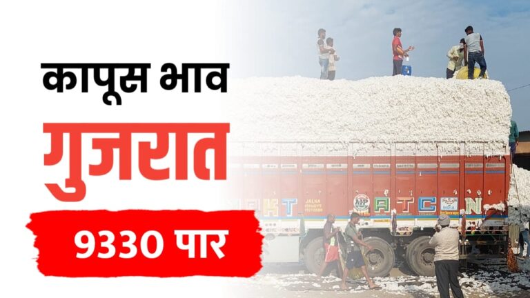 देशातील कापूस बाजारभाव: गुजरातमध्ये सर्वाधिक दर, अन्य राज्यांमध्ये स्थिती स्थिर