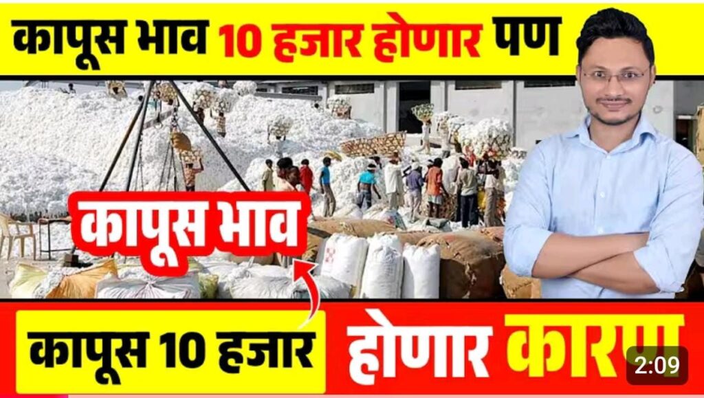 कापूस 10000 नं विकनार, 31 डिसेंबरला होनार निर्णय