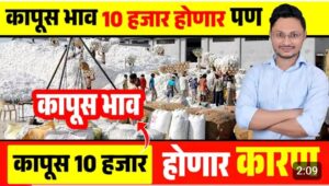 कापूस 10000 नं विकनार, 31 डिसेंबरला होनार निर्णय
