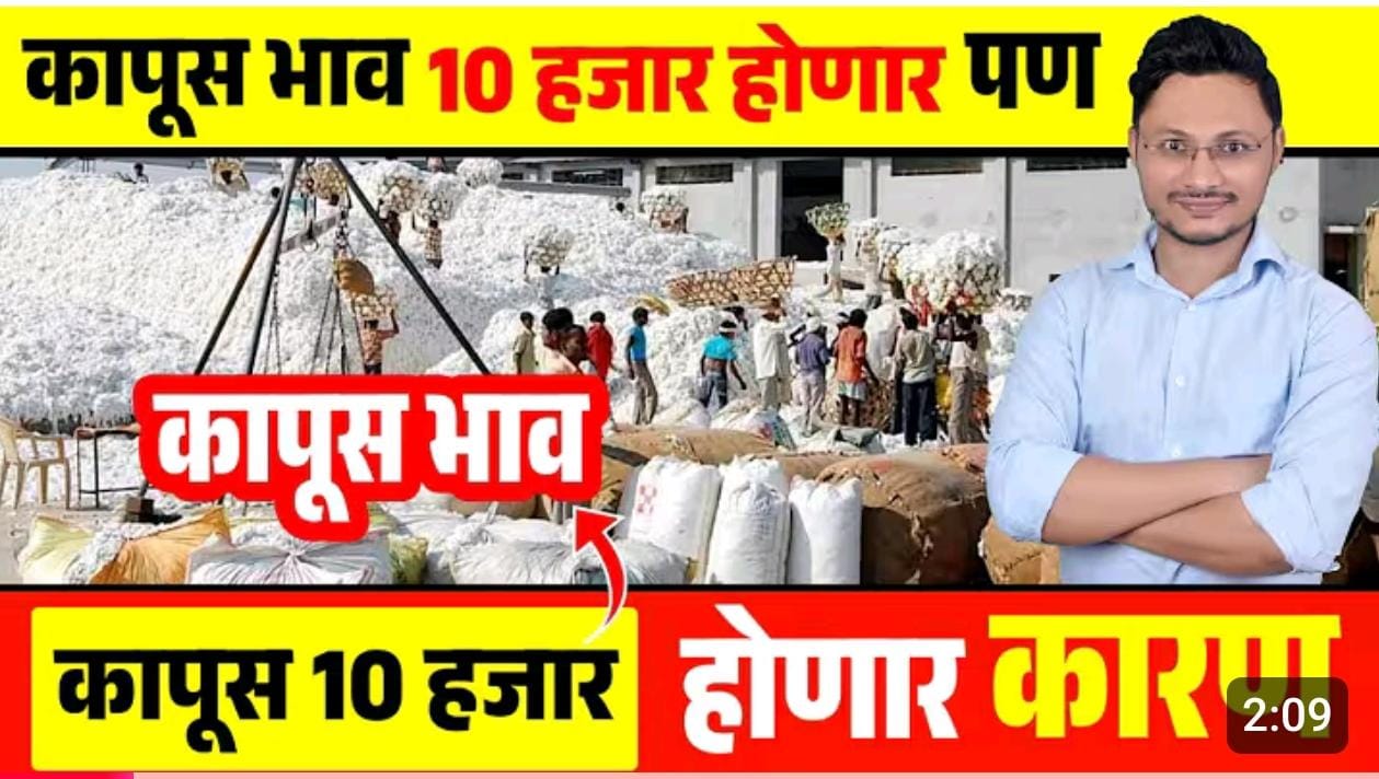 कापूस 10000 नं विकनार, 31 डिसेंबरला होनार निर्णय