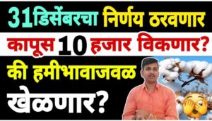 कापूस 10000 नं विकनार, 31 डिसेंबरला होनार निर्णय