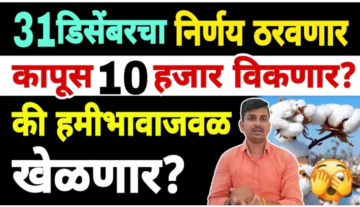 कापूस 10000 नं विकनार, 31 डिसेंबरला होनार निर्णय