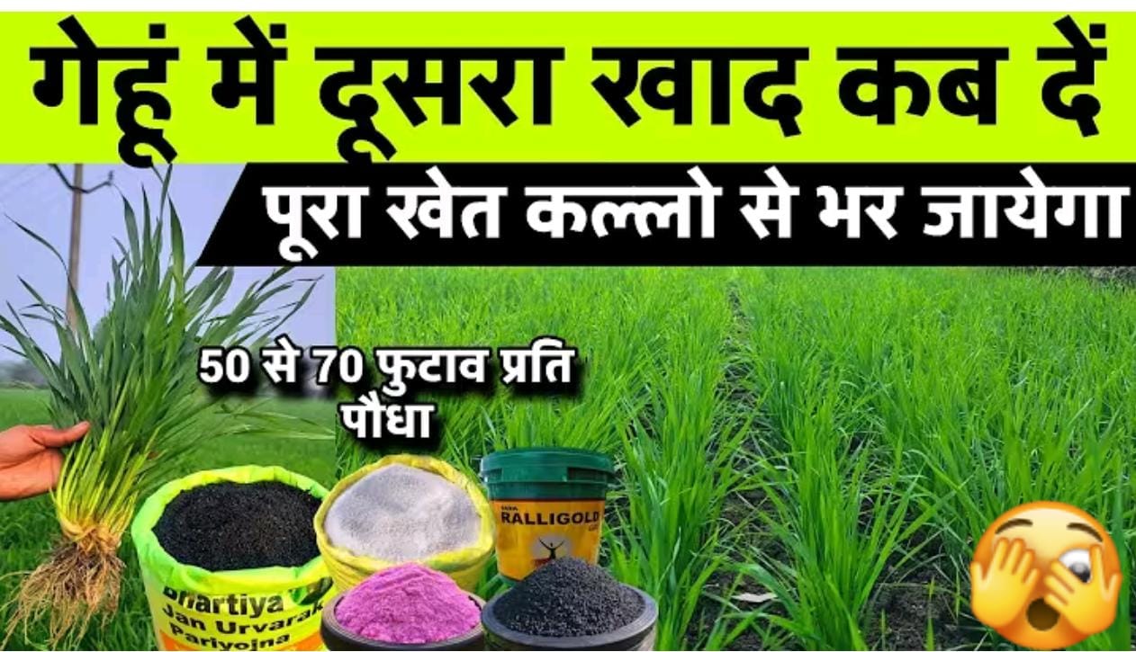 गेहू कि फसल मे दुसरा खाद