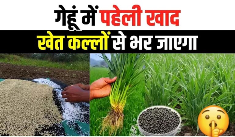गेहूं की फसल में ज्यादा कल्ले और बम्पर पैदावार के लिए सही खाद