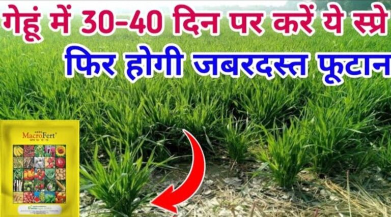 गेहूं में जबरदस्त फूटान के लिए कम खर्चे वाला NPK स्प्रे.