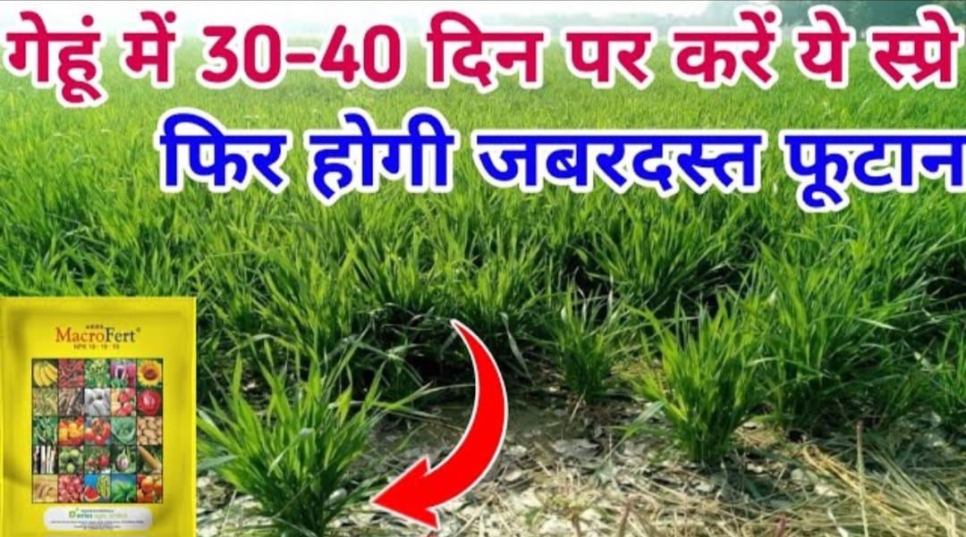 गेहूं में जबरदस्त फूटान