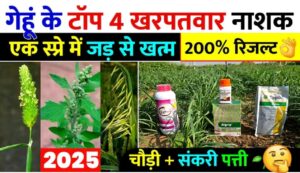 गेहुं के लिए 4 टाँप खनपतवार नाशक ; एक स्प्रे मे जड से खतम